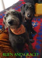 LABRADOODLE