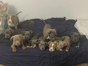 american bully