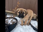 Cane corso
