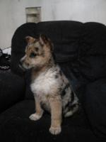 Australian shepard blue healer/golden retriever