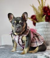 Frenchie Bulldog