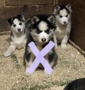 Siberian husky