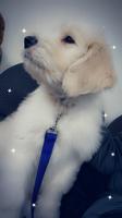 Golden doodle and golden retriever