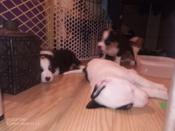 Pitbull collie