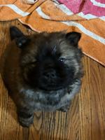 Chow Chow
