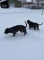 Presa Canario