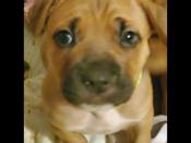 Mastiff / Cane Corso