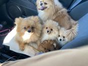 Pomeranian