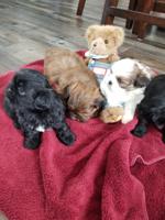Shih tzu