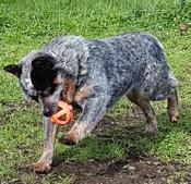 Australian Cattle Dog