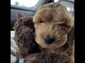 Cockapoo