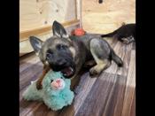 German Shepherd
