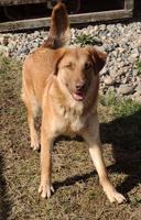 Lab/Shepherd