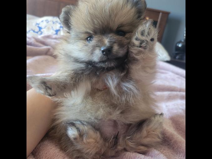 Teacup pomeranian 