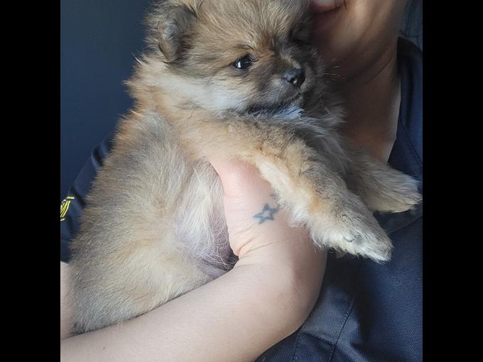 Teacup pomeranian 
