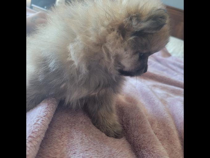 Teacup pomeranian 
