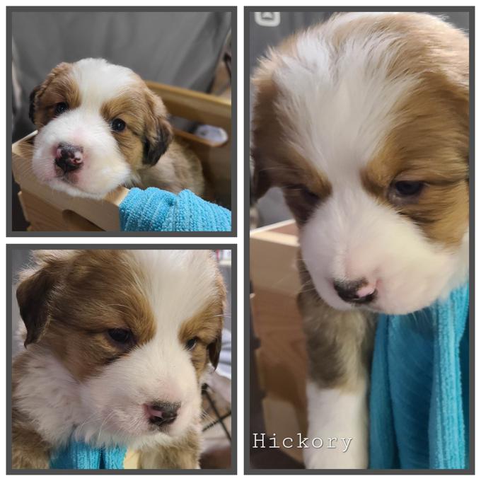 Burnese St Bernard Cross