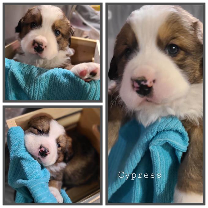 Burnese St Bernard Cross