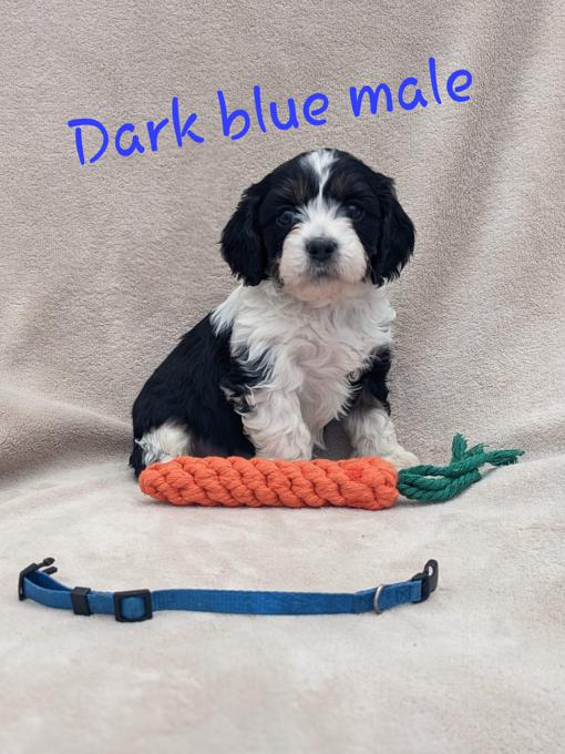 Cockapoo/cavalier king charles