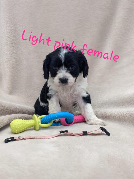 Cockapoo/cavalier king charles