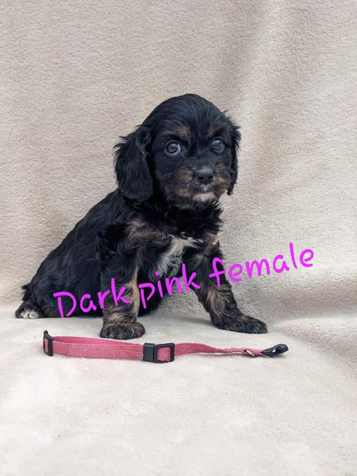 Cockapoo/cavalier king charles