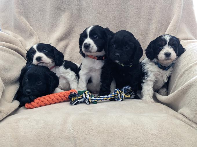 Cockapoo/cavalier king charles