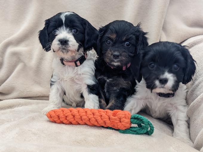 Cockapoo/cavalier king charles