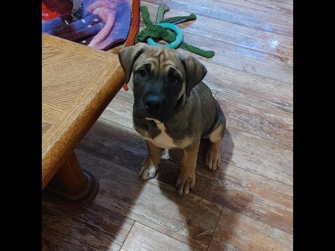 English Mastiff/ Great Dane