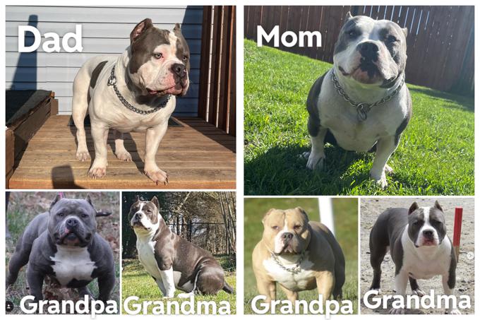 American Bully