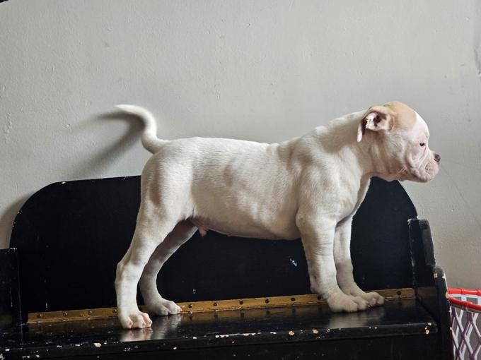 American bulldog