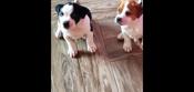 American staffordshire terrier