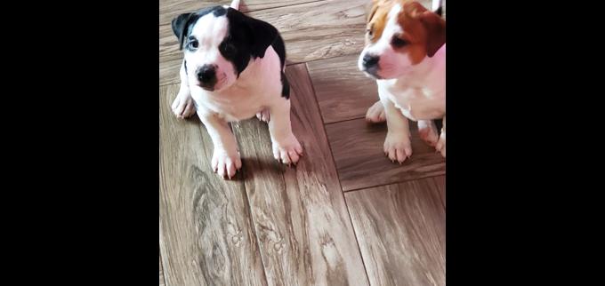 American staffordshire terrier