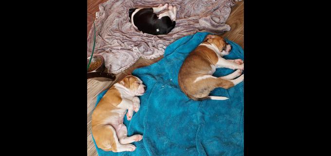 American staffordshire terrier