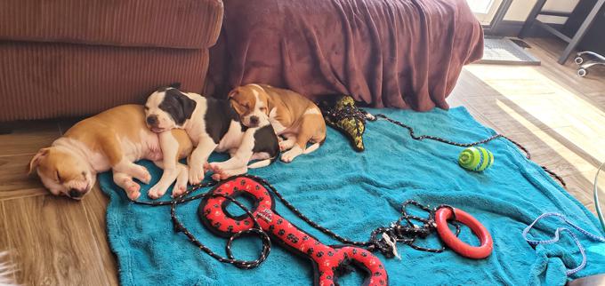American staffordshire terrier