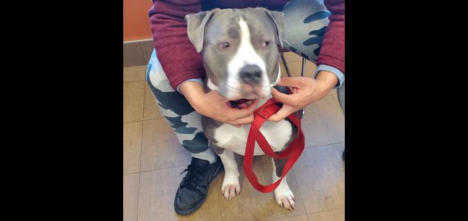 American staffordshire terrier