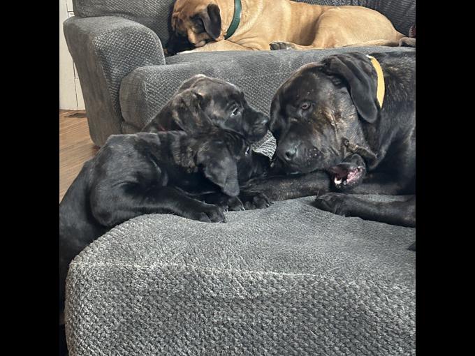 English Mastiff/Cane Corso