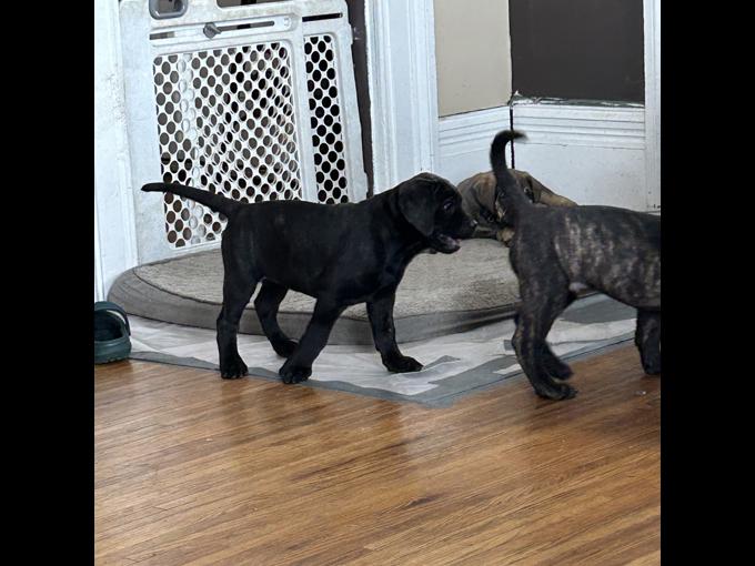 English Mastiff/Cane Corso