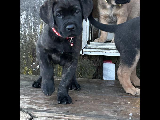 English Mastiff/Cane Corso