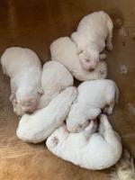 Great Pyrenees