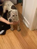 American Bully