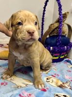 American bully