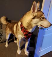 Siberan husky
