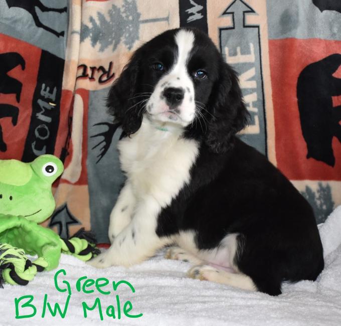 English Springer Spaniel