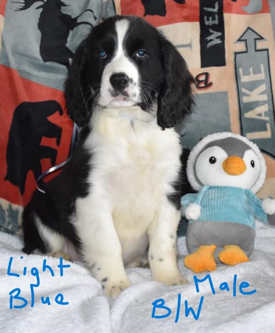 English Springer Spaniel