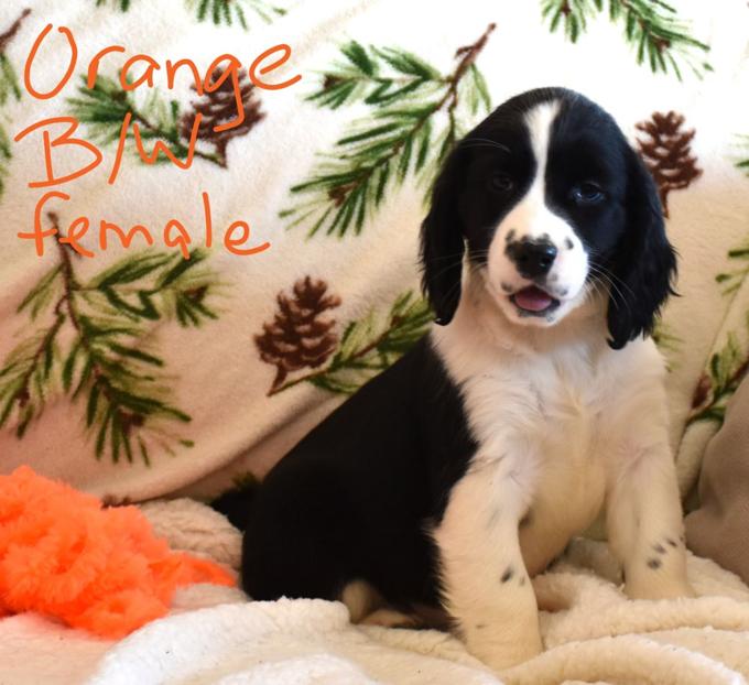 English Springer Spaniel