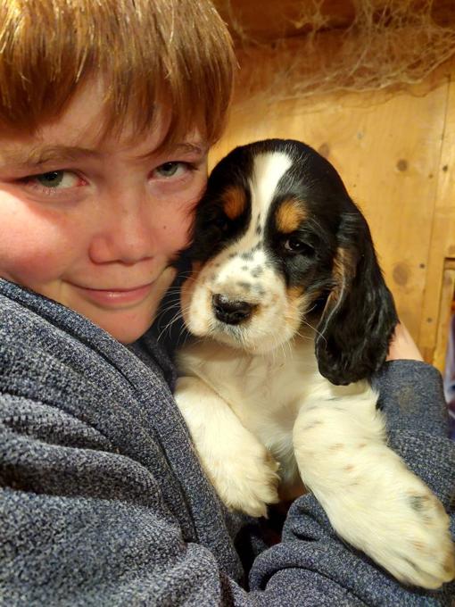 English Springer Spaniel