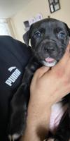 Cane Corso x Bully Mix