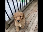 Golden doodle