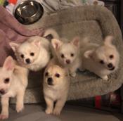 Pom chi 