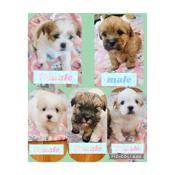 Bichon/shihtzu